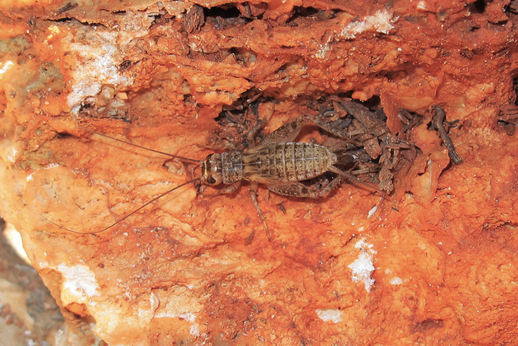 Grillide geotermico: Eumodicogryllus bordigalensis